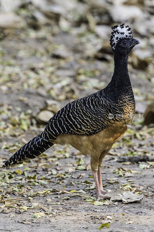 裸脸curassow (Crax fasciolata)是蟋蟀科的一种鸟类。发现于巴西潘塔纳尔地区。女性。